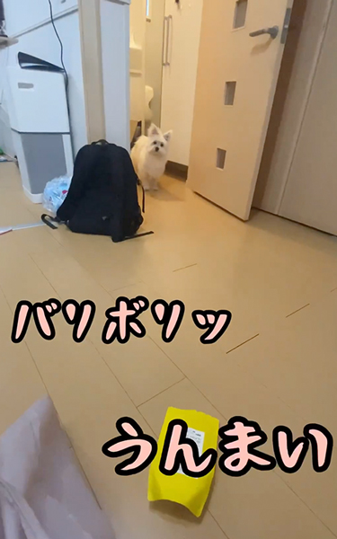 ボール食べる画像