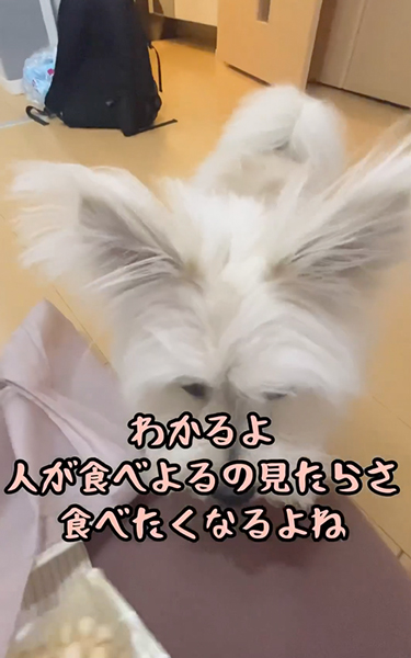 作戦成功の画像