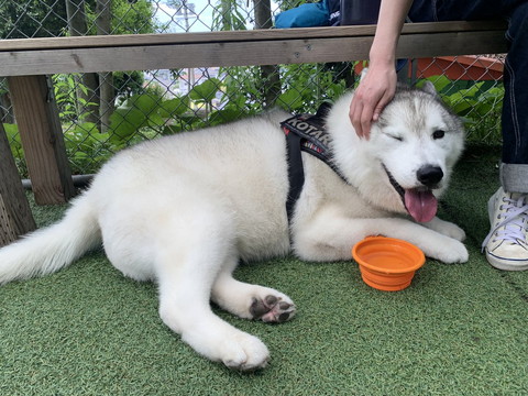 なでられてる犬