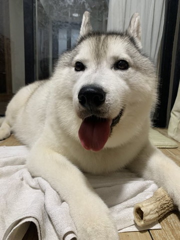 舌だしてるアップの犬