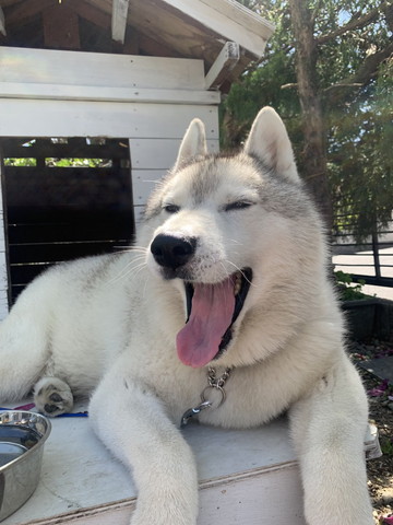 あくびしてる犬