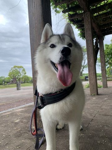 4足立ち舌だしてる犬