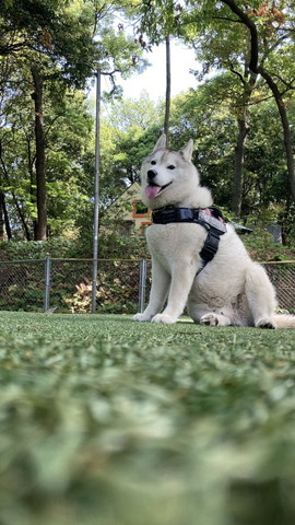 芝生で座ってるワンコ