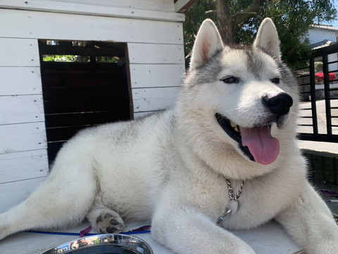 犬小屋とワンコ