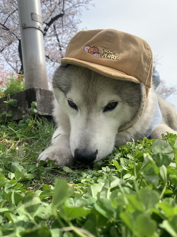 帽子かぶってるワンコ