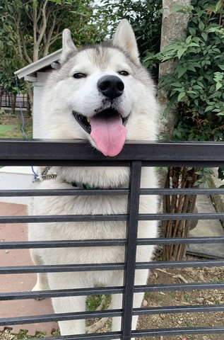 門から顔出してるワンコ