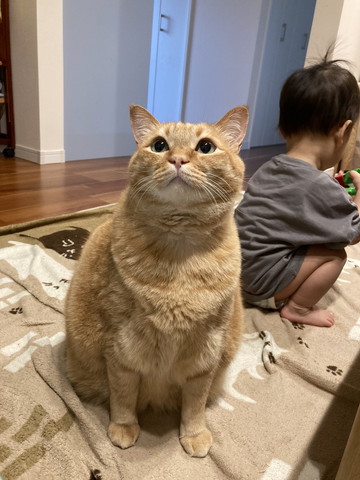 お座りしてる猫
