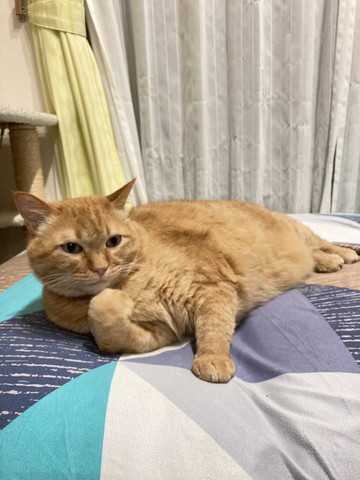 前足グルーミング中のような猫