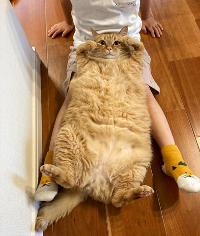 お子さんの足でヘソ天猫