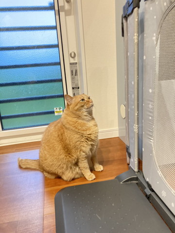 門の前で座ってる猫