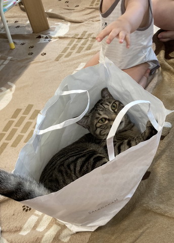 紙袋に猫