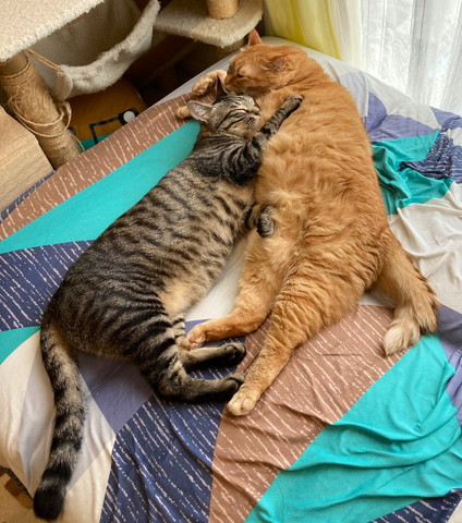 抱きあって寝てる猫たち