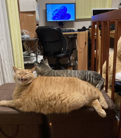 歯を見せてる猫