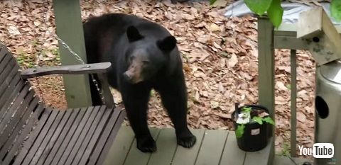 クマ