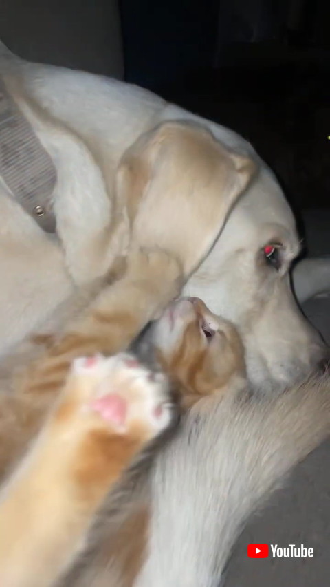 犬猫
