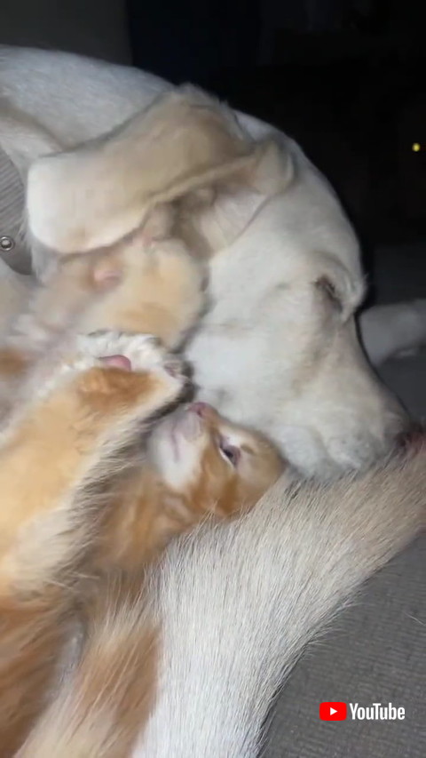 犬猫