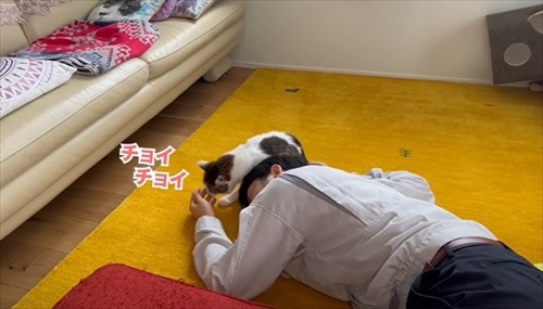 ちょいちょいする猫