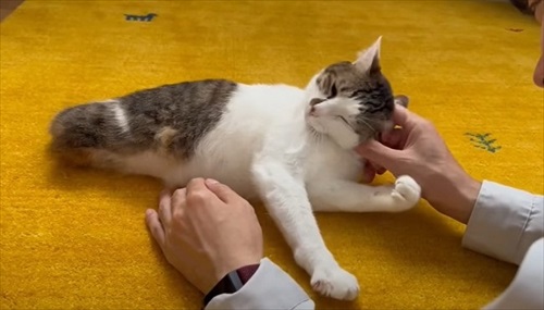 耳のマッサージされる猫