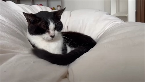 同居猫のおむすびちゃん