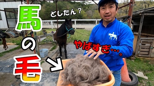 換毛期がすごい馬