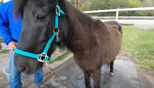 換毛期がすごい馬