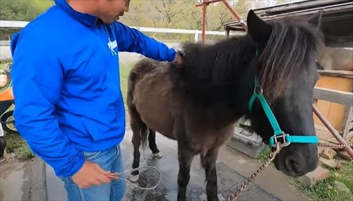 換毛期がすごい馬