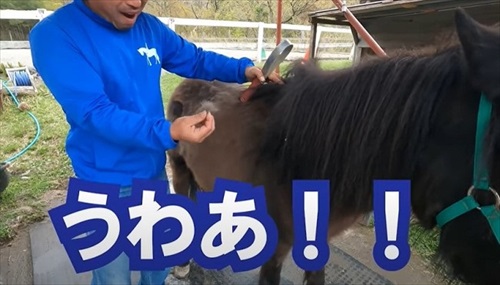 換毛期がすごい馬