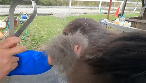 換毛期がすごい馬