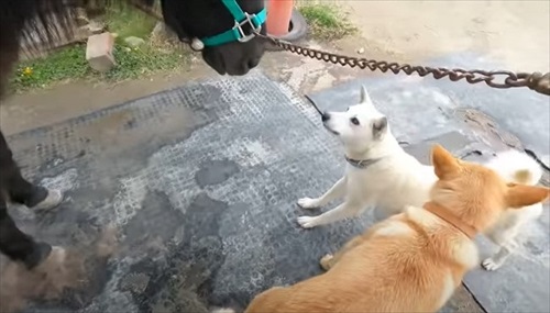 換毛期がすごい馬