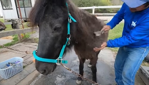 換毛期がすごい馬