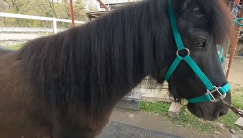 換毛期がすごい馬