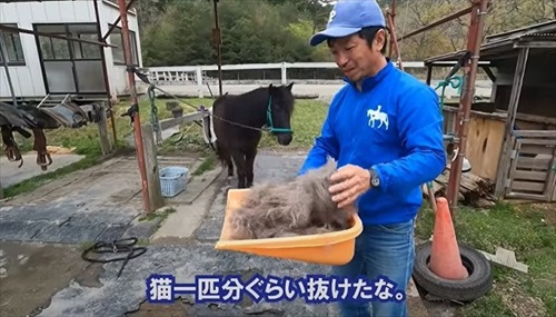 換毛期がすごい馬