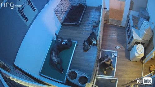 おもちゃをぶつけた犬