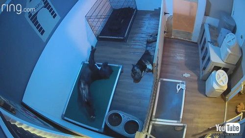 おもちゃをぶつけた犬