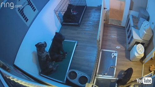 おもちゃをぶつけた犬
