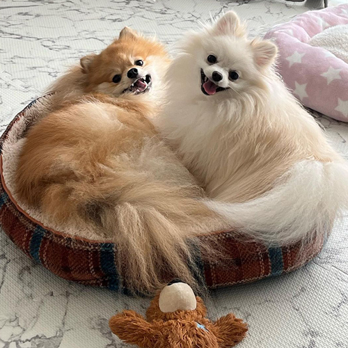 お兄ちゃんの隣がいい