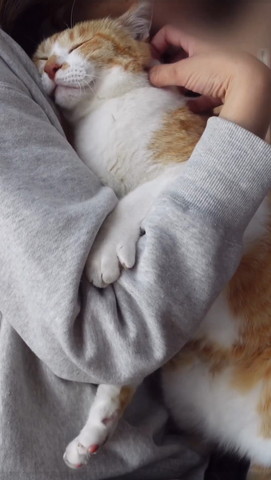 抱っこされる猫