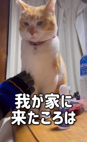 お座りして胸元なでられてる猫手見てる