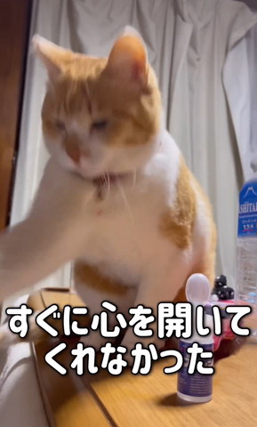 猫パンチ