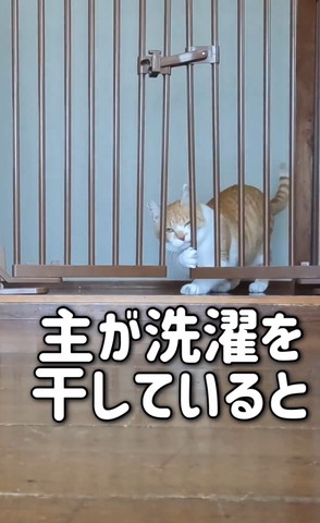 柵を開けようとしてる猫