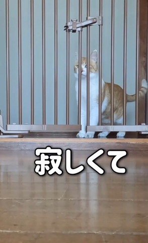 柵から遠く見てる猫