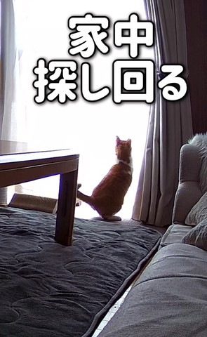 家中探し回るテロップ