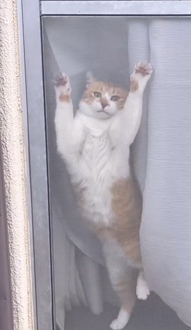 網戸の前にいる猫