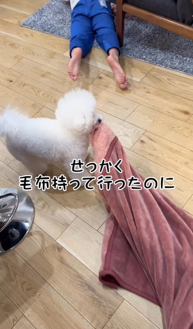 毛布を引っ張るワンコ横顔