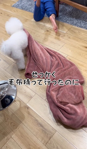 毛布を引っ張るワンコ後ろ姿
