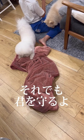 それでも君を守るよテロップ