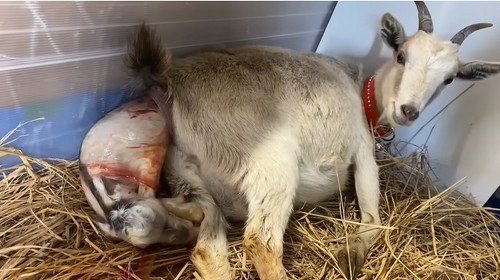 ヤギ出産動画