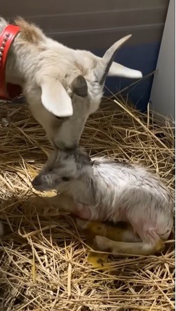 ヤギ出産動画その後
