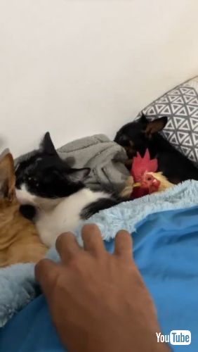 犬と猫と鶏の添い寝