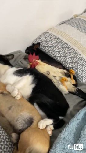 犬と猫と鶏の添い寝